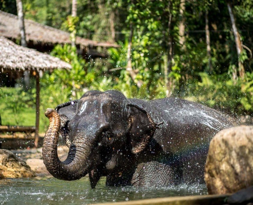 Ethical elephant tour