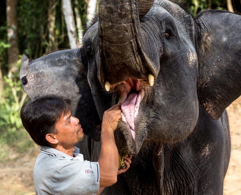 Elephant conservation thailand