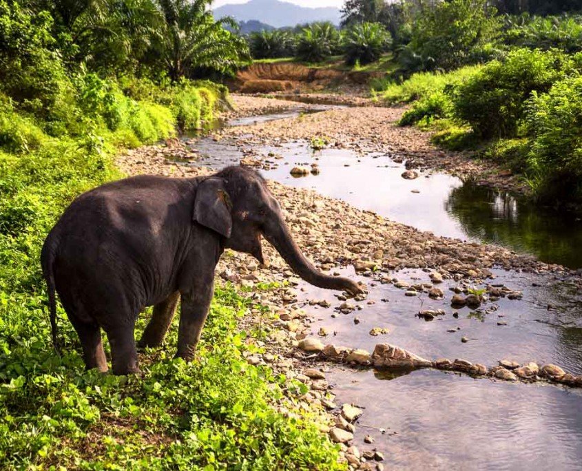 Ethical elephant park