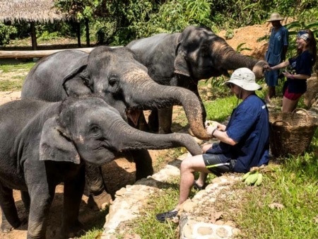 Elephant feeding tour