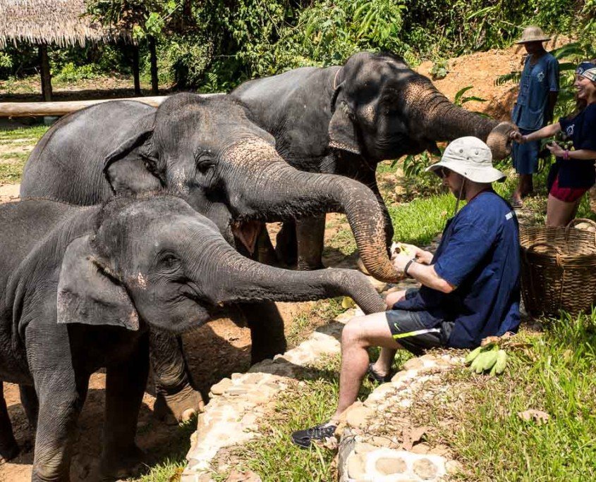 Elephant feeding tour