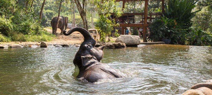Elephant tour Thailand