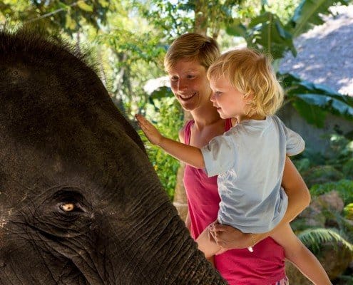 Elephant family experience