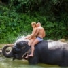 Elephant bathing experience