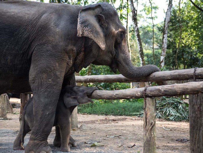 Elephant welfare Thailand