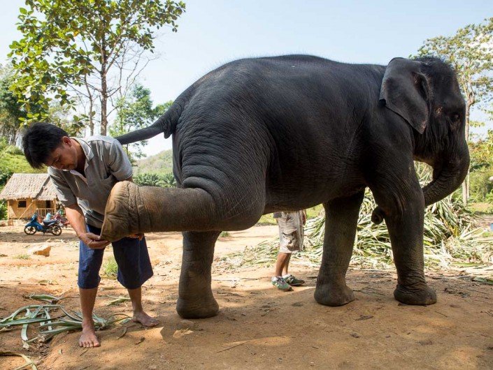 Ethical elephant care