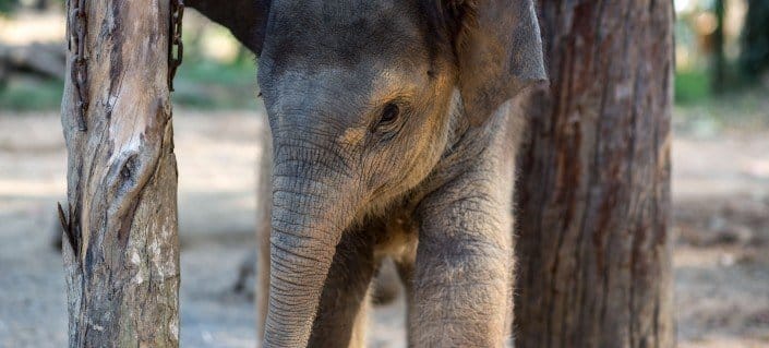 Ethical elephant experience