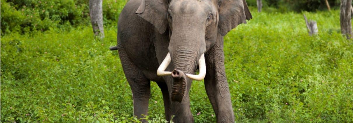 Wild Asian Elephant