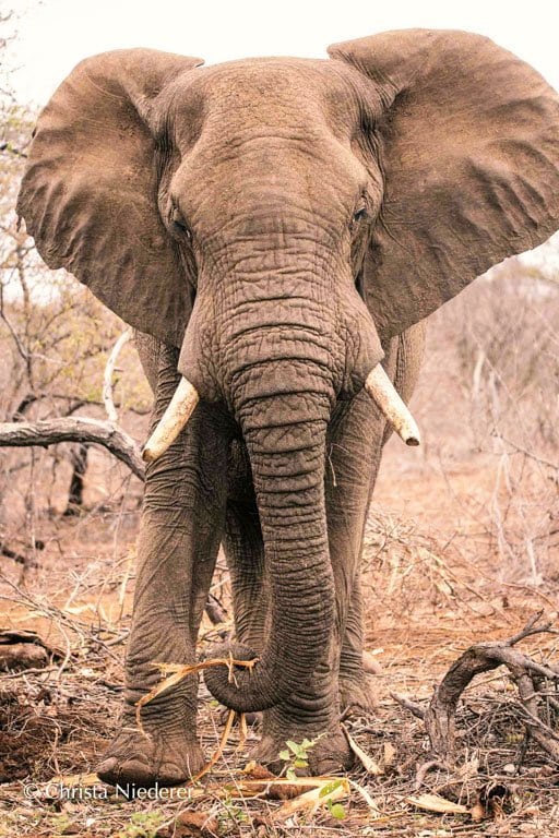 African Elephant Portrait