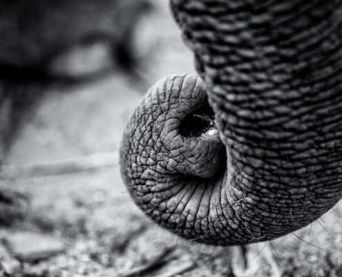 Trunk of an Asian Elephant