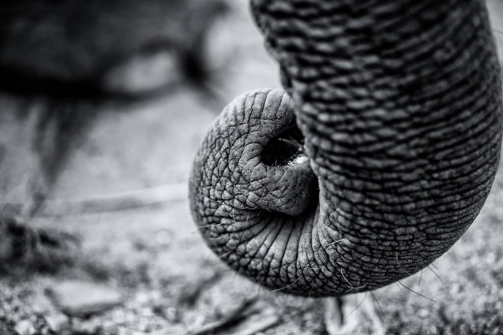 Elephant Aid International - Fun Facts Friday: The Elephant Trunk An elephant's  trunk is a combination of the nose and the upper lip. The nasal cavity runs  the length of the trunk