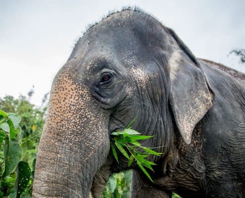 Elephant eating Bamboo
