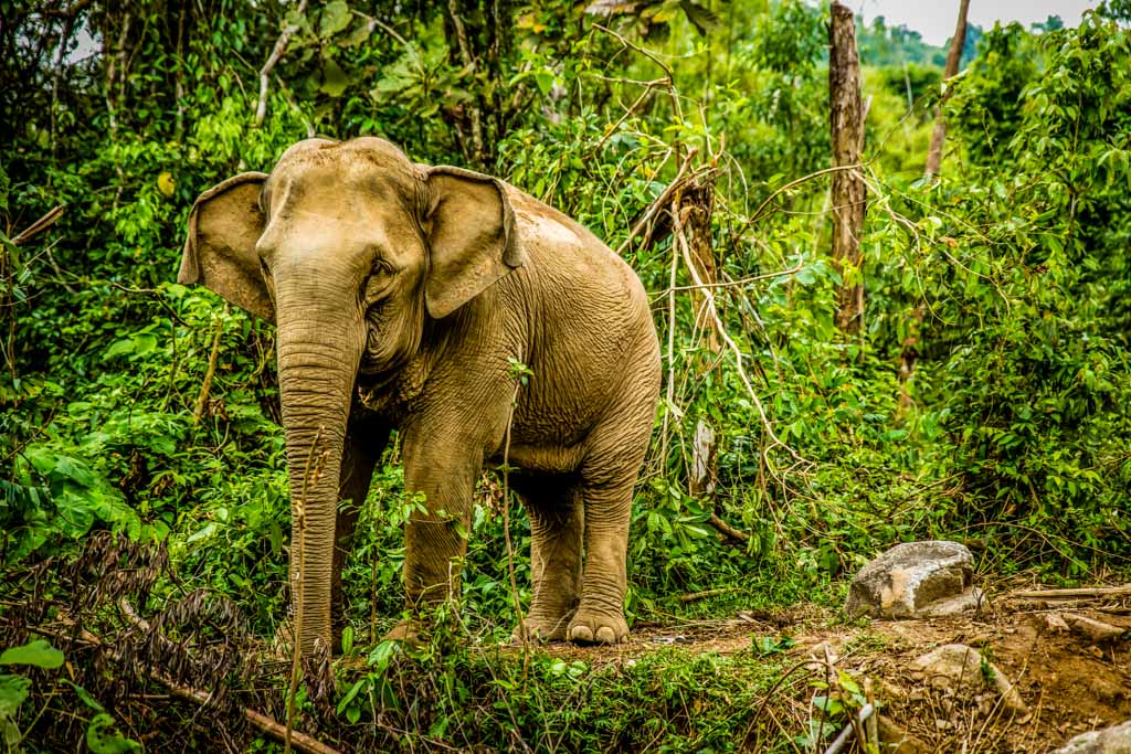 Asian Elephants Aware Of Themselves