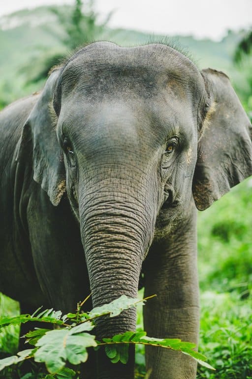 Asian Elephant Portrait