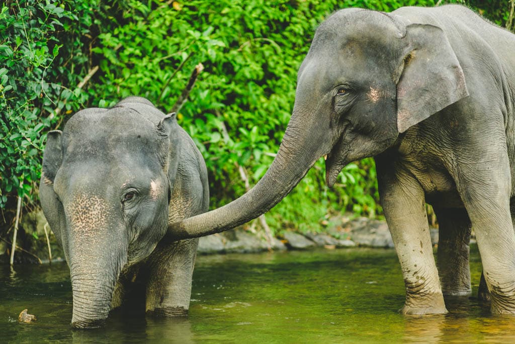 Asian Elephant Profile - Phang Nga Elephant Park