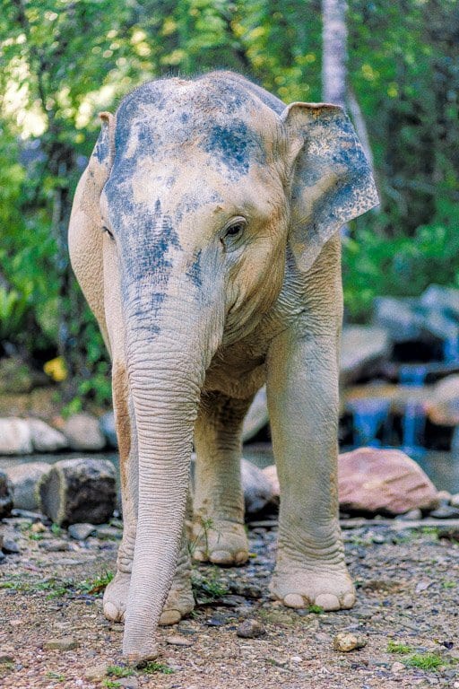 White Elephant, Thailand  Albino animals, Elephant, Rare albino animals