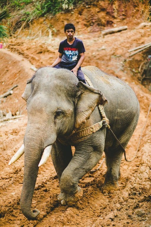 Elephant Logging