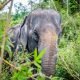 Asian Elephant in Thailand
